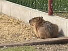 Zmizelá kapybara z Family parku eská Skalice má na zadeku nedávno zahojenou...
