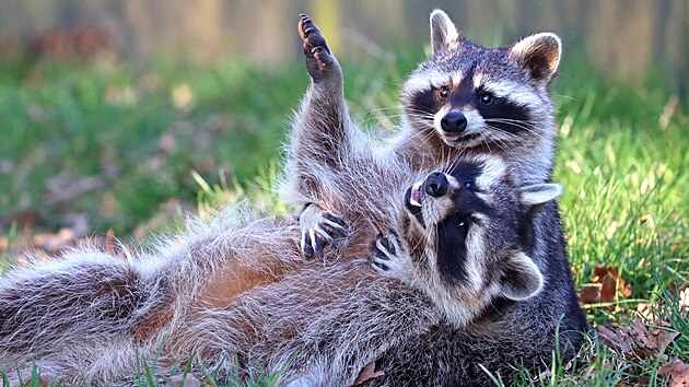 Vtzov a finalist fotosoute podan Britskou a Irskou asociac zoologickch zahrad a akvri, pedstavili fotografie z modernch ochranskch zoologickch zahrad a akvri  od Edinburghu po Brighton, od zvdavho lenochoda a po mvala. Osm mval v zoo v Northumberlandu si mezi sebou vytvoilo blzk vazby. Zde Tommy a Ralph svdj jeden ze svch kadodennch zpas. Mvalov se ve Velk Britnii stali invazivnm druhem kvli myslnmu zavleen.