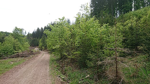 Dlnice za tunelem Maletn bude ve smru na Mohelnici pokraovat mostem nad dolm.