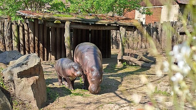 Mld hroka liberijskho se prvn dny venku v jihlavsk zoo zatm dr svoj mmy.