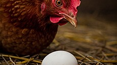 Co bylo d�ív? Vejce, anebo slepice?