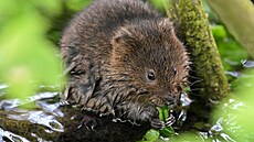 Vít�z v kategorii p�vodních druh�, hrabo� vodní, RSPB Fowlmere, Cambridgeshire....