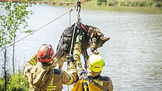 Mezinárodní cvi�ení záchranných kynologických tým� zam��ené na sutinové...