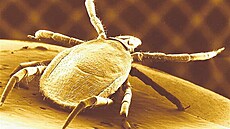 Na konci p�edního páru nohou má speciální orgán, kterým vnímá koncentraci oxidu...