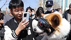 Corgi jménem Fu Caj je hvzdou policejního sboru v ínské provincii an-tung.