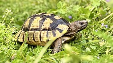 Nejrozíenjí suchozemská elva chovaná u nás je zelenavá.