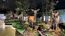 Za�ijte muzejní noc v Jiho�eském Muzeu