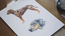 Vdci si styl ilustrací Pavla Dvorského oblíbili, lidem vak podle nj zstal...