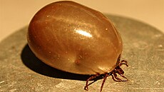 Tak vypadá samice klí�t�te, která se do sytosti napila krve svého hostitele a...