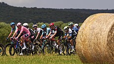 Dán Mads Pedersen v rovém dresu uprosted pelotonu bhem páté etapy italského...