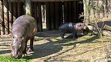 Mlád� hro�íka liberijského se první dny venku v jihlavské zoo zatím dr�í svojí...