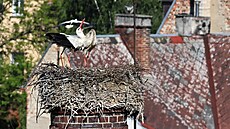 Vedle pée o mláata elí chebtí ápi útokm jiného ptaího páru.