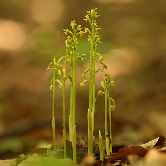 V eském ráji nali ochránci pírody po 13 letech vzácnou orchidej korálici...