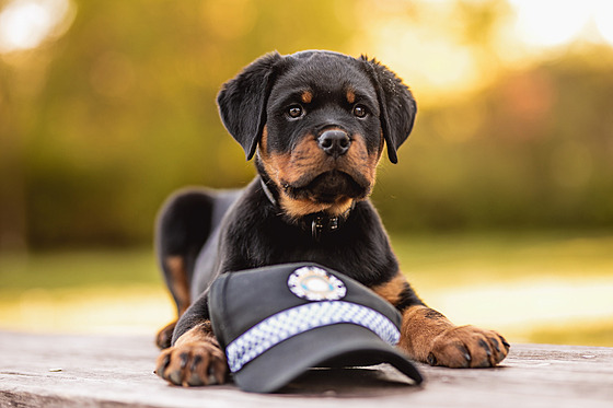 Tímsíní tn rotvajlera Ozzy u pardubické mstské policie podstoupí...