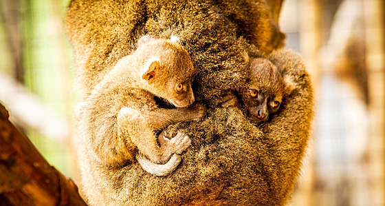 Ostravská zoo se raduje z vzácných přírůstků - dvou mláďat lemura širokonosého....