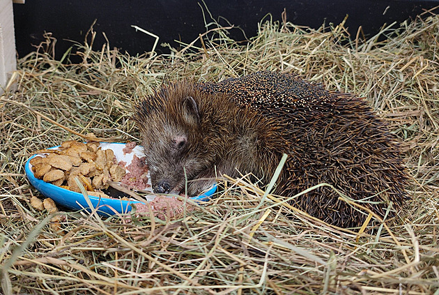 Jeek schoulený v klestí utrpl rozsáhlé popálení.
