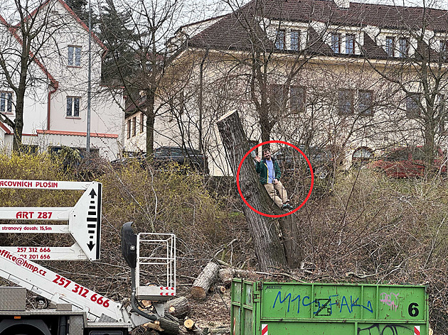 Muž vylezl v Praze na kácený javor, podařilo se mu uchránit další dva stromy