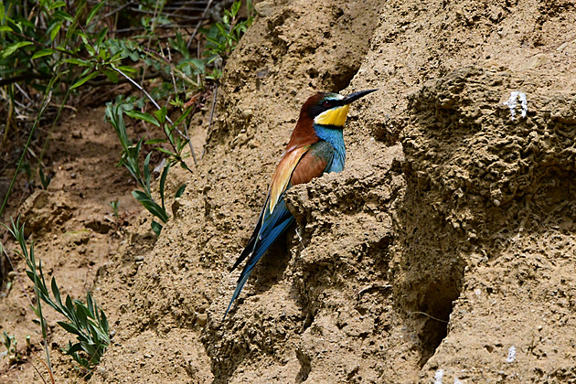 V ptaím parku Malá Lipová hnízdí chránná vlha pestrá.
