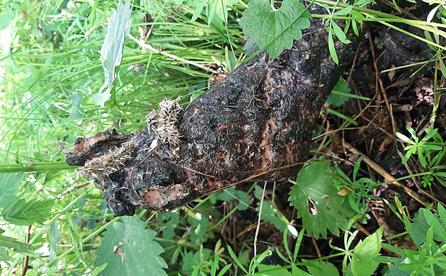 Mu nenael v koví torzo lidského tla ale aranérskou figurínu.