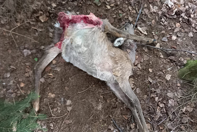 Zatím poslední mrtvou srnu objevil Jan najdr pod hromadou klestí.