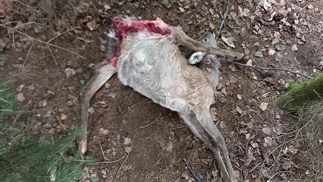 Zatím poslední mrtvou srnu objevil Jan najdr pod hromadou klestí.