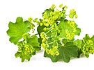 Kontryhel (Alchemilla alpina) nkdy zvaný rosika, je vytrvalá rostlina, která...