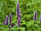 Agastache anýzová (Agastache foeniculum) je velmi nenároná a...