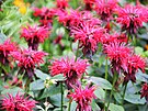 Monarda (Monarda didyma) patí k nádherným trvalkám venkovských zahrádek....