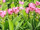 Kurkumovník dlouhý (Curcuma longa) je statná bylina s podzemní hlízou. Pstujte...
