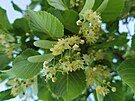 Lípa (Tilia cordata) je mohutný strom, který se vyskytuje na celém naem území....