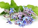 Brutnák (Borago officinalis) u nás roste plan, na zahradu si ho mete vysít,...