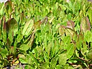 ovík kyselý (Rumex acetosa) je vytrvalá rostlina vyskytující se na celém...