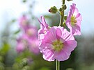 Sléz lesní maurský (Malva sylvestris ssp. mauritiana) dobe roste a kvete na...
