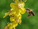 Divizna (Verbascum densiflorum) roste plan v celé Evrop. Dvouleté rostlin...