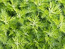 Pelynk brotan (Artemisia abrotanum) je teplomilný, pstujte ho na chránném a...