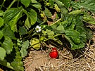 Samosbr jahod ve Lhot pod Libany na Hradecku (27. kvtna 2025)