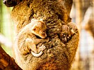 Ostravsk zoo se raduje z vzcnch prstk - dvou mlat lemura irokonosho....