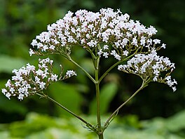Kozlík lékaský (Valeriana officinalis) roste plan na bezích potok a...