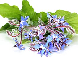 Brutnák (Borago officinalis) u nás roste plan, na zahradu si ho mete vysít,...