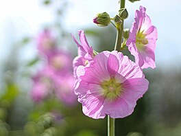 Sléz lesní maurský (Malva sylvestris ssp. mauritiana) dobe roste a kvete na...