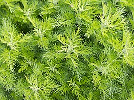Pelynk brotan (Artemisia abrotanum) je teplomilný, pstujte ho na chránném a...