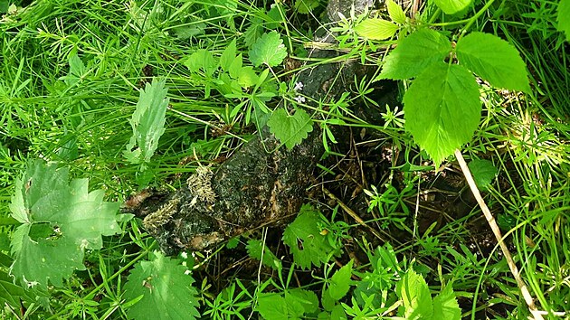 Mu nenael v kov torzo lidskho tla ale aranrskou figurnu.