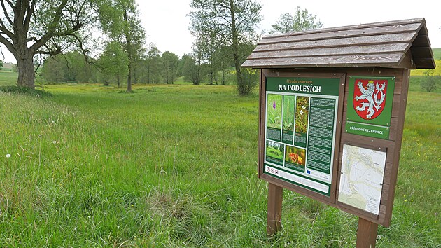V Prodn rezervaci Na podlesch u Hrutova na Jihlavsku rozkvtaj nyn prvn prstnatce mjov, ohroen druhy orchidej.