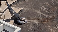 Jednalo se ji o tvrtou velrybu, která byla bhem kvtna vyplavena na...