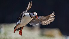 Papuchalkové na vel�ském ostrov� Skomer.