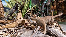 Památník m�sta Protivína: Historie zde o�ívá a p�íroda vypráví