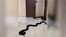 Bangkokská pomsta. Mu� vypustil hady na psa svého souseda