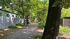 Alej zvaná Kilometrovka u Kalikovského mlýna v Plzni (21. kv�tna 2025)