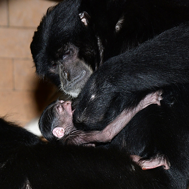 Dvanáctiletá samice siamanga pivedla v kvtnu v olomoucké zoo na svt mlád.