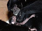 Dvanctilet samice siamanga pivedla v kvtnu v olomouck zoo na svt mld.